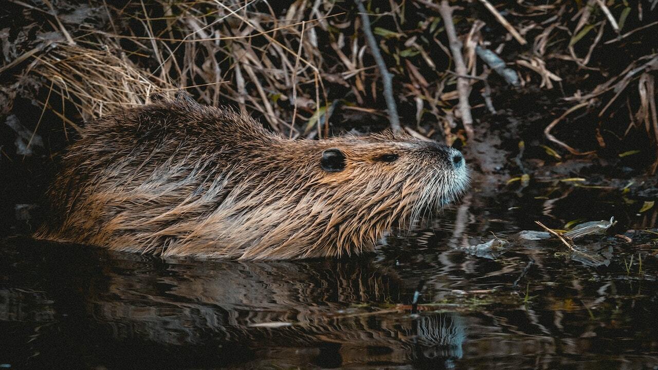 What are keystone species and why are they important? - National  Environmental Treasure