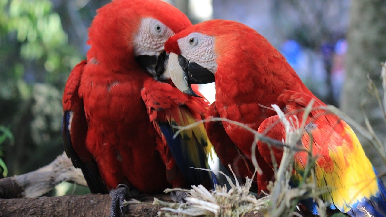 18 Surprising Animals That Mate for Life Utopia