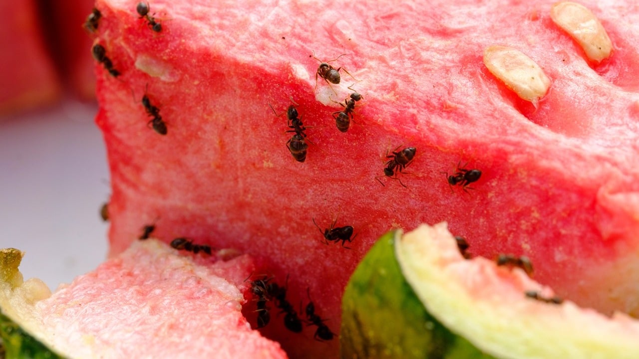 How to Make A Homemade Ant Trap StepbyStep DIY Utopia