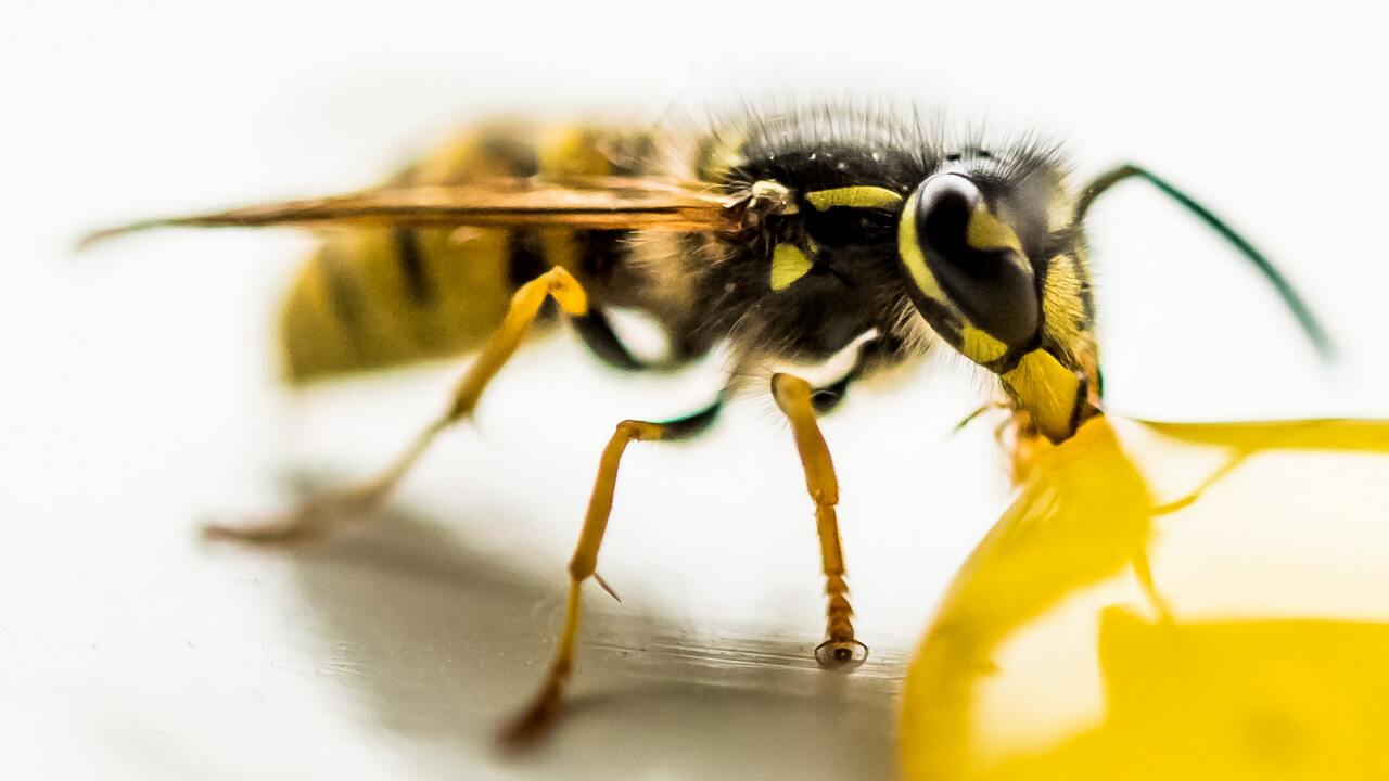 How to Get a Wasp Out of Your House Step-by-Step - Utopia