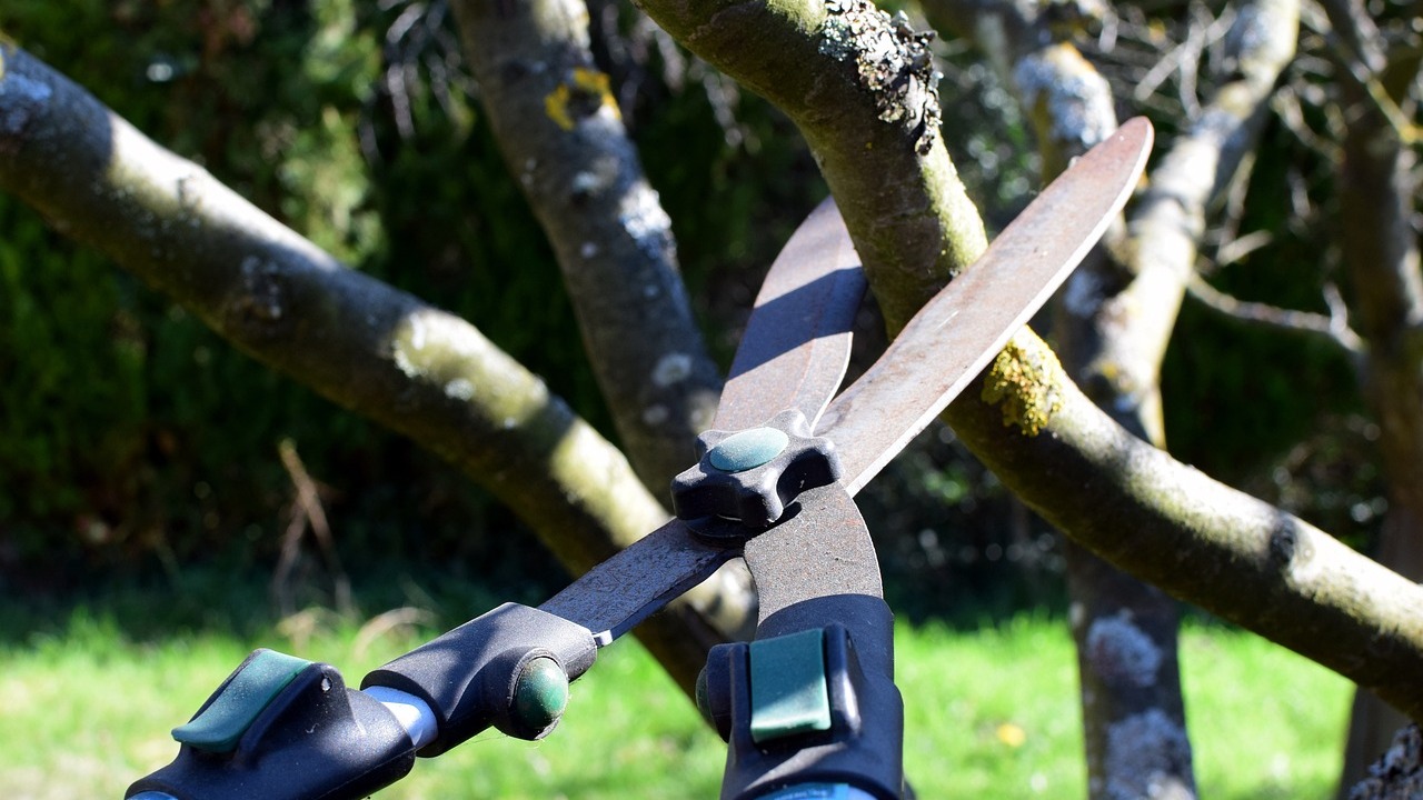 How to prune apple trees in 4 steps utopia