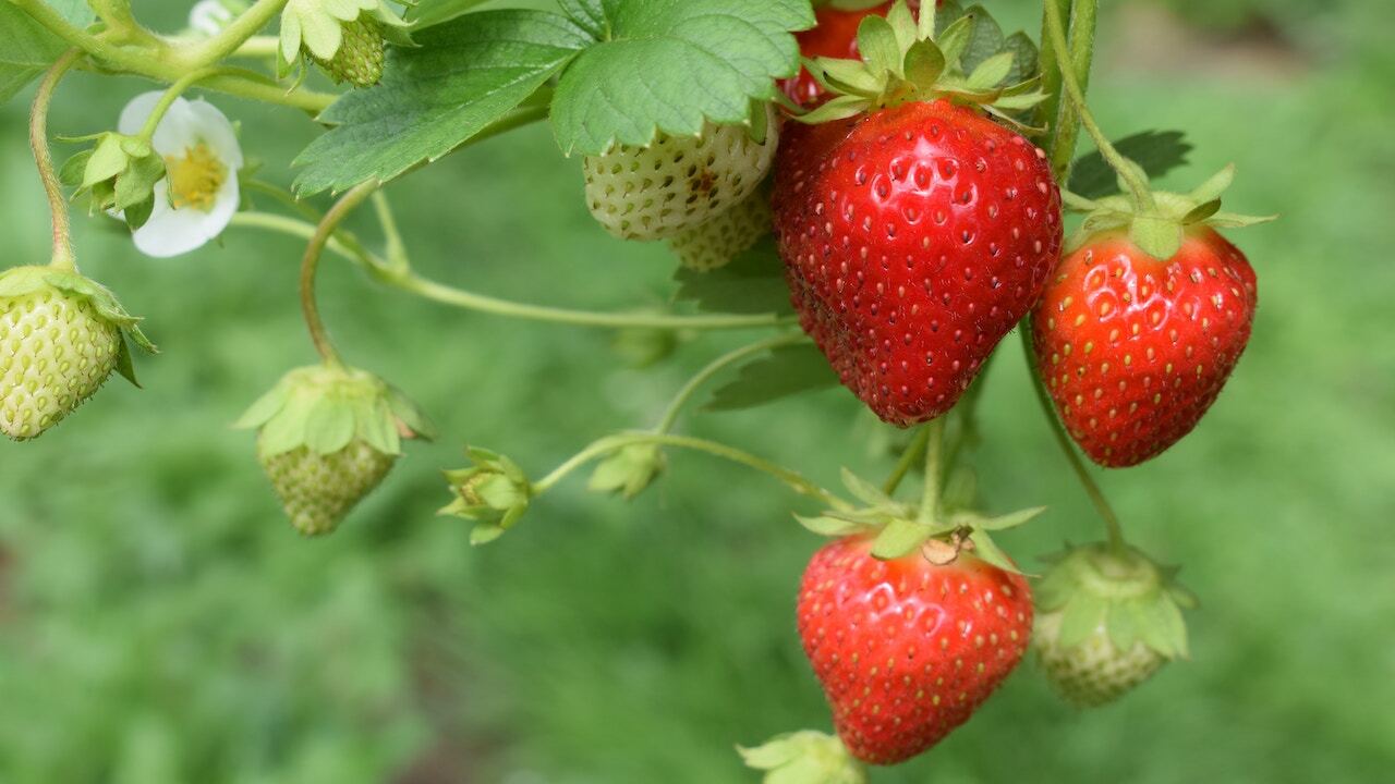 The 15 Best Strawberry Companion Plants for Your Garden Utopia