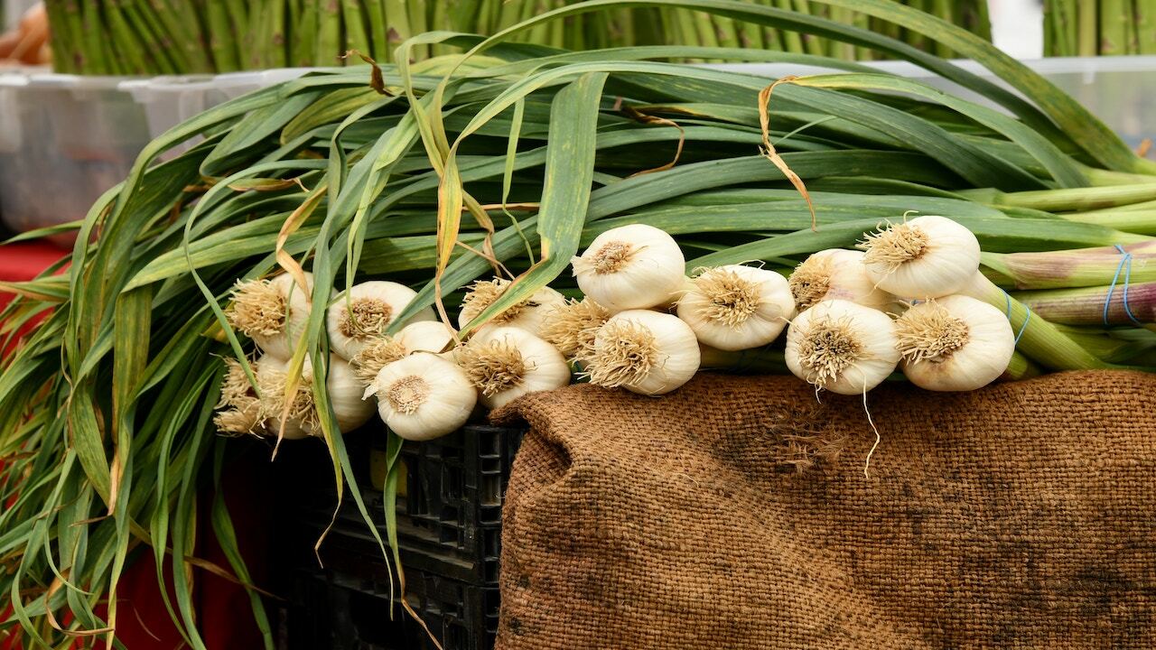 When to Plant Garlic Tips for Successful Planting and Growth Utopia