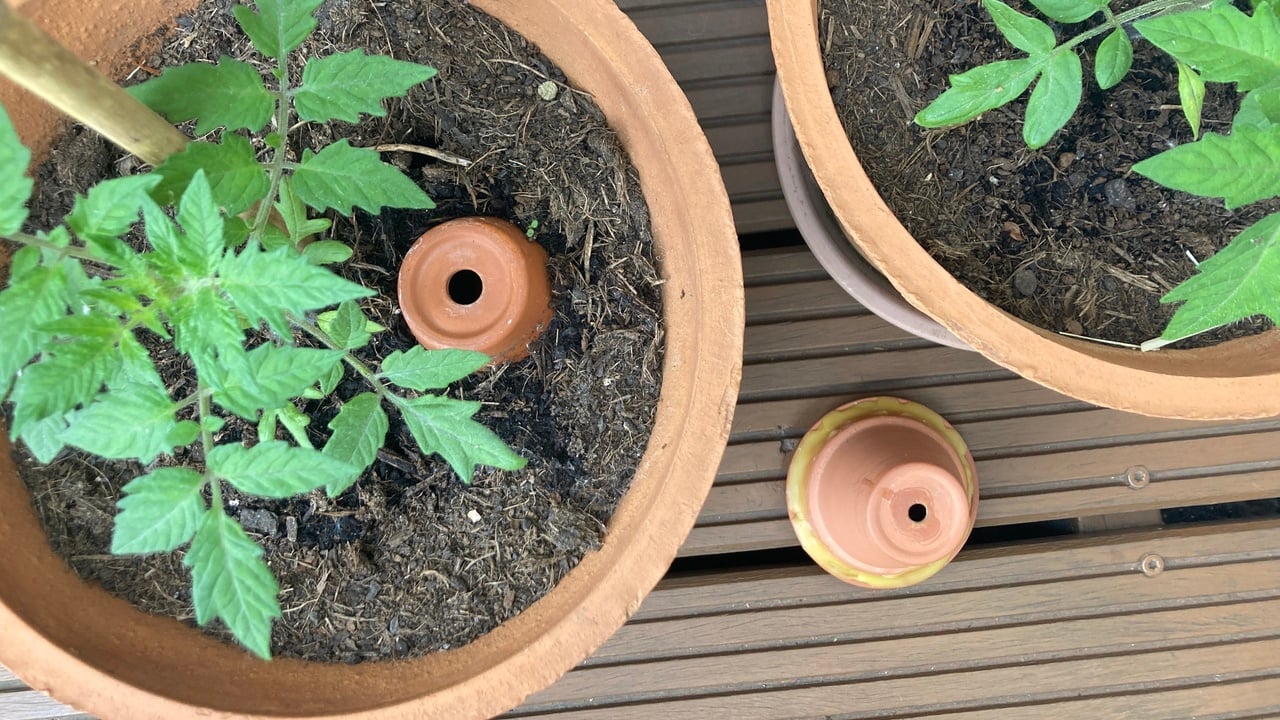 The Easy Way To Make an Olla That Waters Your Plants for You