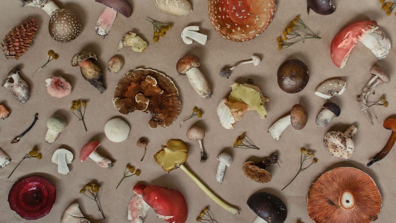 15 Types of Wild Mushrooms You Can Find in the US Utopia