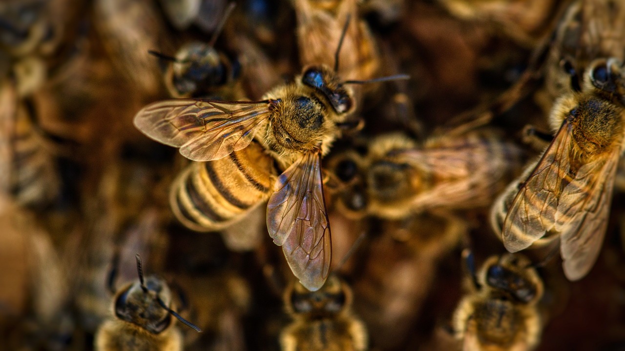 What Do Bees Eat — Do They Eat Their Own Honey? Utopia