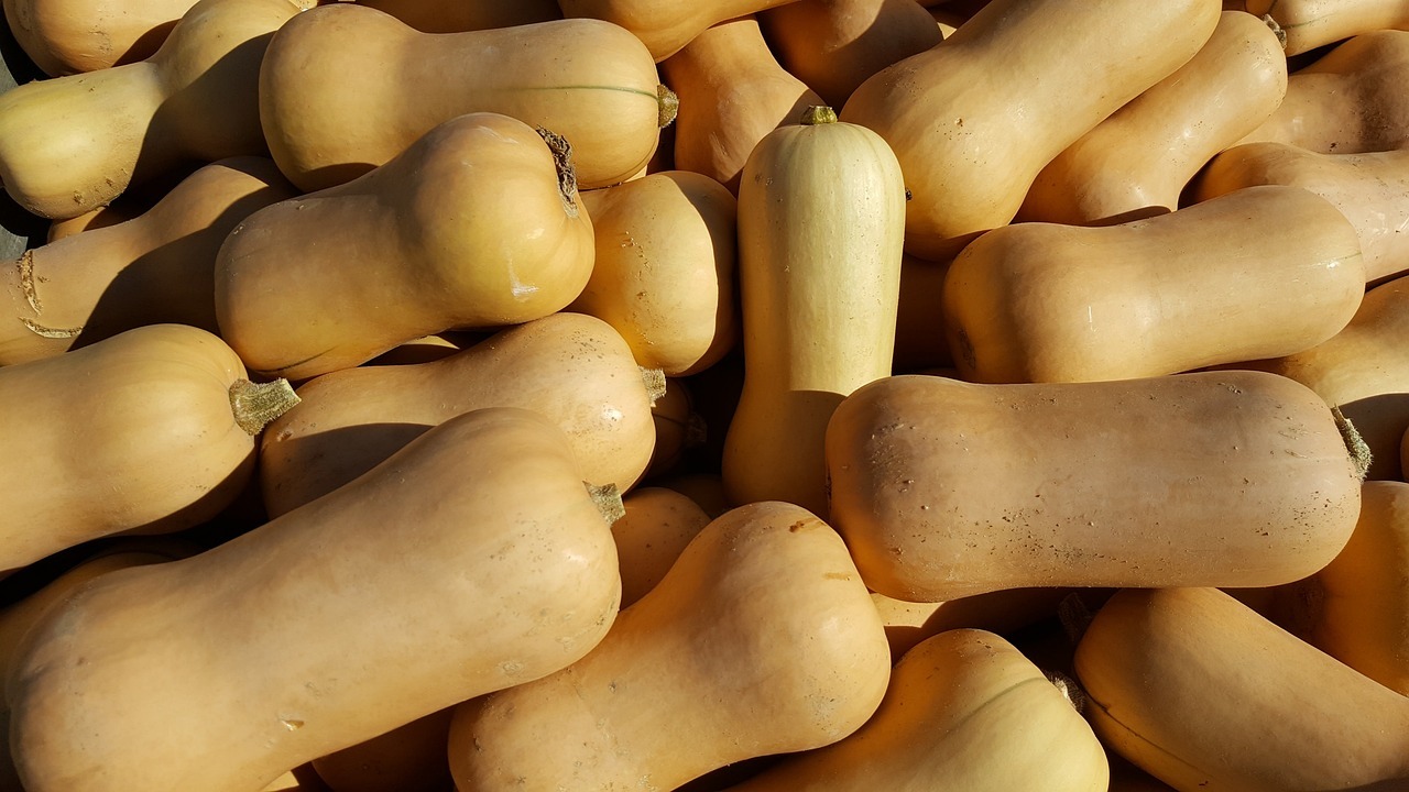 When To Harvest Butternut Squash Tips And Tricks Utopia