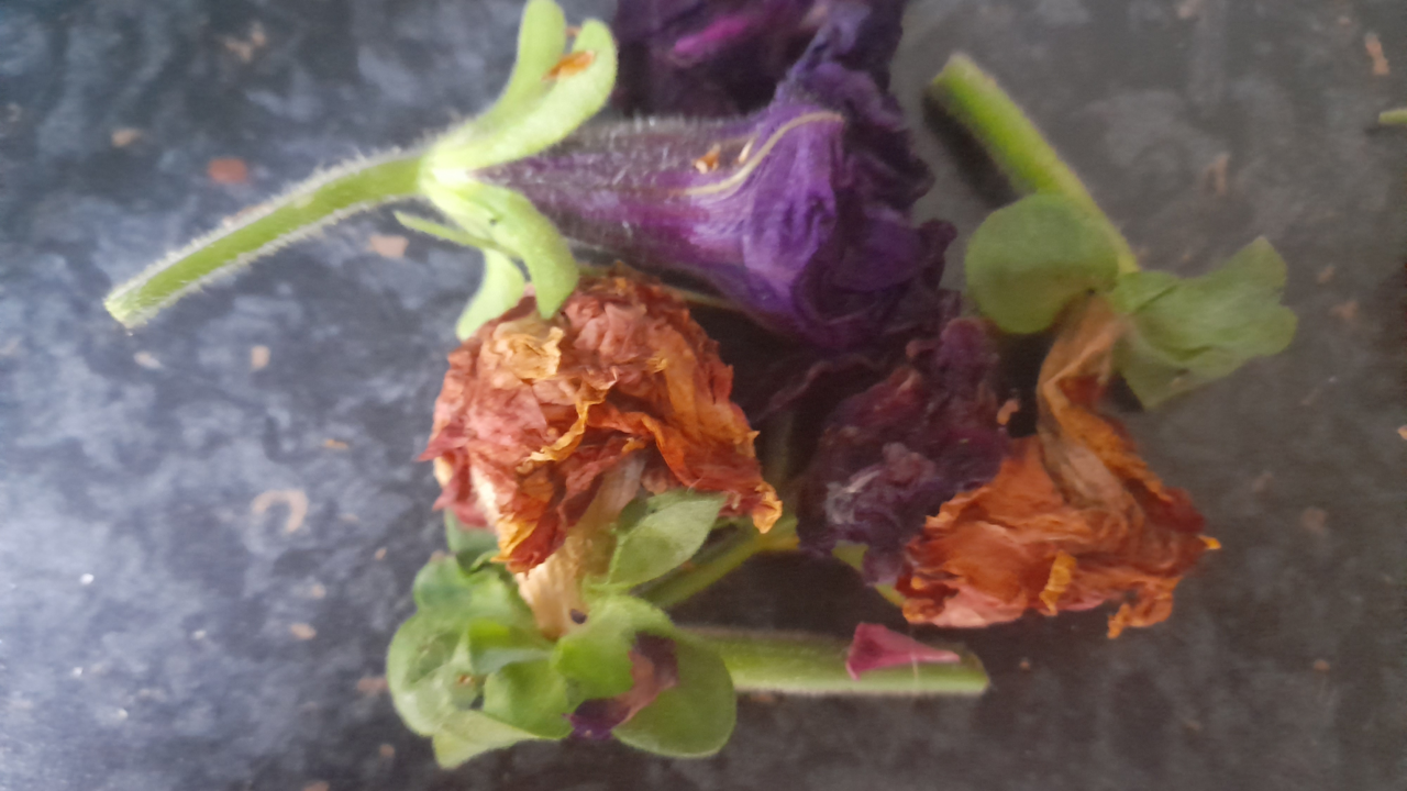 How to Deadhead Petunias Ultimate Sustainable StepbyStep Utopi